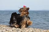 YORKSHIRE TERRIER 289